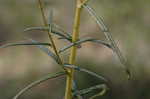 Narrow-leaf sunflower